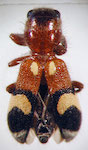  Enoclerus sp. 7