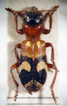  Enoclerus sp. 8