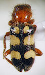  Enoclerus triplagiatus