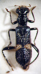  Isolemidia sp. 1