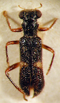 Isolemidia sp. 2