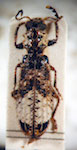  Pelonium amoenus