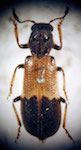  Pelonium geniculatum seminiger
