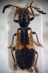  Pelonium geniculatum