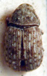 Brachytarsus secundus