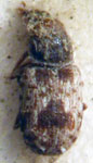 Brachytarsus zeae