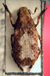 Euparius dorsalis