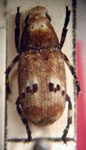 Euparius sp