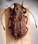 Neanthribus sp