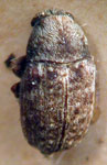 Ormiscus sp