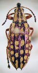  Callirhynchinus exquisitus