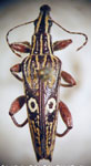  Dicordylus argus