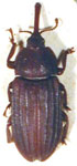  Hydnorobius hydnorae