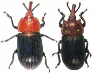  Oxycorynus nigripes