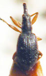  Apion brevinasus