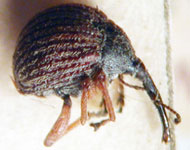  Apion cionoides