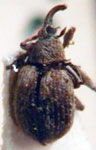  Apion submaculatum