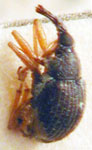  Apion xanthopus