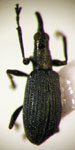 Chilapion macilentum