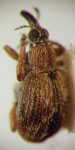 Coelocephalapion gandolfoi