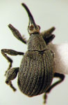 Rhamnapion pachymerum