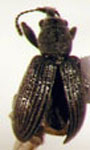  Rhynchitomacer apionoides