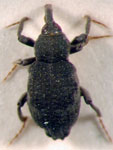  Ilyodytes lembulus