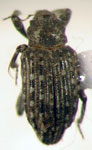 Lissorhoptrus tibialis