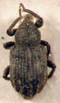 Neobagous coarticollis