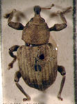  Neochetina bruchi