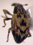 Neohydronomus affinis