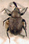  Ochetina bruchi