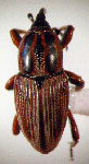  Sphenophorus brunnipennis