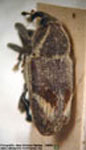  Ambates sp. 1