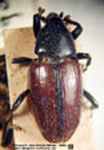  Anopsilus sp. 1