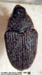  Antesis cfr. albiventris
