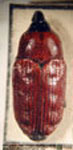  Baptobaris carnifex