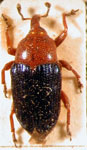 Baptobaris ruficollis ruficollis