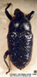  Baptobaris sp. 1