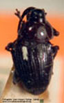  Centrinus sp. A