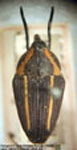  Centrinus westwoodi