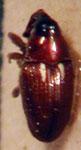  Cylindrocerinus minutissimus
