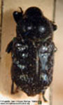  Cymatobaris coerulea
