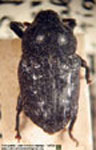  Cymatobaris monstrosa