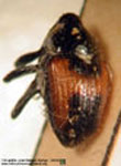  Cyrionyx sp. 1