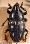  Dealia carbonaria