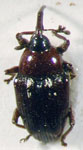  Dimesus rubricatus