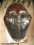  Diorymerus dimidiatus