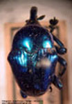  Diorymerus sp. A