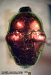  Diorymerus sp. B